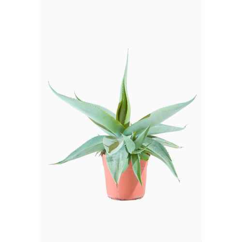 Visuel 1 du produit Agave Guiengola (Crème Brûlée) en pot de 7 L vert