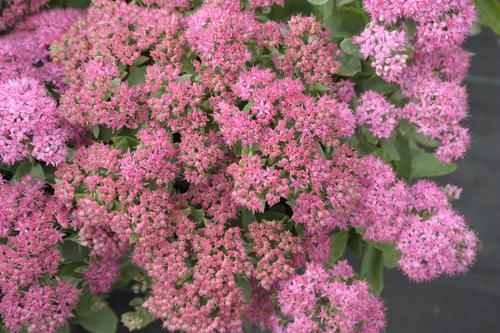 Visuel 1 du produit Sédum ‘Carl’ - Le pot de 2 litres