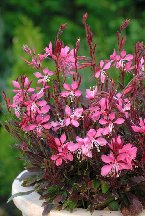 Visuel 1 du produit Gaura rose - Le pot de 2 litres