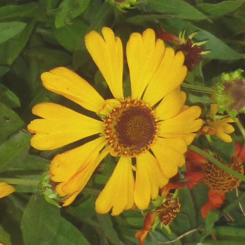 Visuel 1 du produit Helenium - Le pot de 2 litres