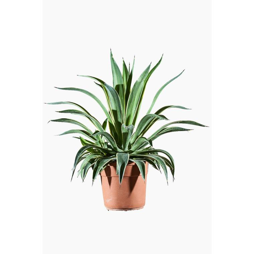 Visuel 1 du produit Agave Desmentiana Variegata en pot de 25 L jaune