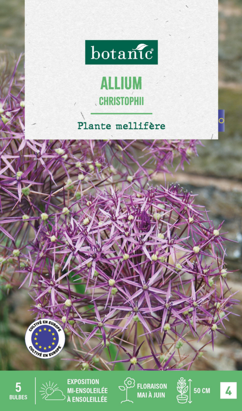 Visuel 1 du produit Allium christophii botanic® - 5 bulbes