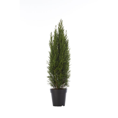 Visuel 1 du produit Cyprès de Lawson Ellwood’s Pillar (Chamaecyparis) 15/20. Le pot de 1 L