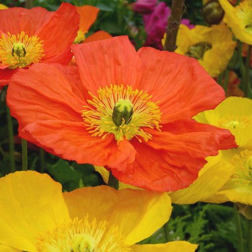 Visuel 1 du produit Pavot nudicaule - Le pot de 0,5 litre