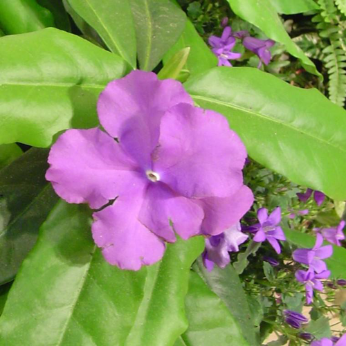 Visuel 1 du produit Brunfelsia - Le pot de 4 litres