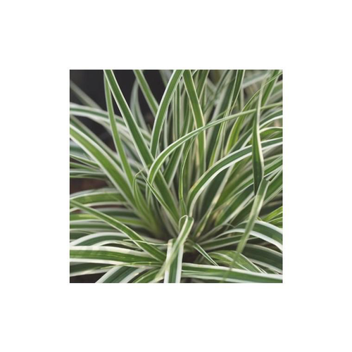 Visuel 1 du produit Carex Oshimensis Everest - Le pot de 2 litres