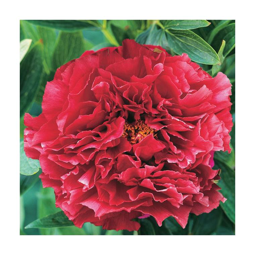 Visuel 1 du produit Pivoine rouge foncé - Le pot de 5 litres