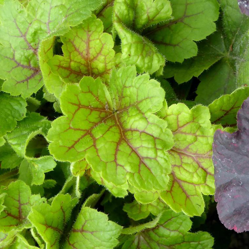 Visuel 1 du produit Heuchera 'Happy Flames'® - Le pot de 2 litres