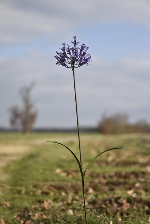 Visuel 1 du produit Tuteur en forme de fleur d’Agapanthe en métal recyclé Chouette & Co - H 110 cm