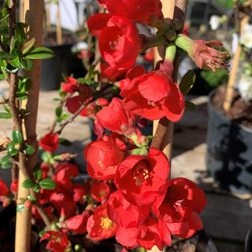 Visuel 1 du produit Cognassier du Japon Rubra (Chaenomeles Japonica). Le pot 15 litres