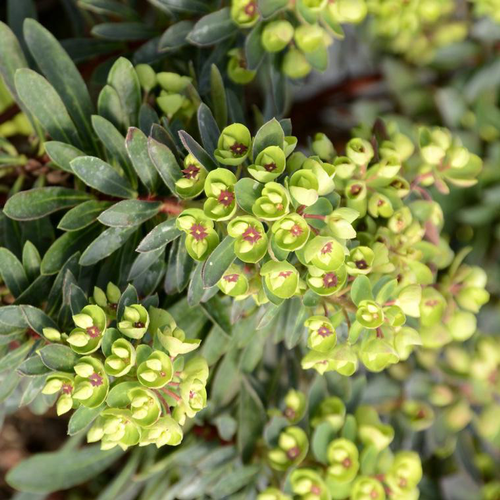 Visuel 1 du produit Euphorbe de martin vert en pot de 2 L