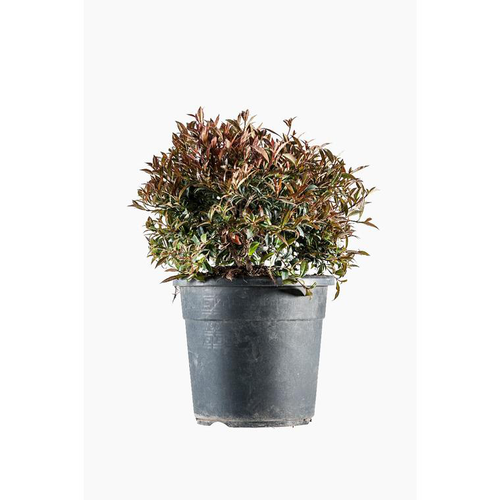 Visuel 1 du produit Eugenia Christmas Bush en pot de 9 L vert