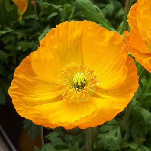 Visuel 1 du produit Pavot d'Islande - Le pot de Ø 14 cm