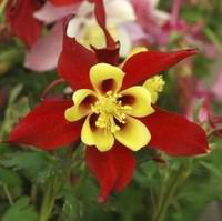 Visuel 1 du produit Ancolie - Le pot de 2 litres