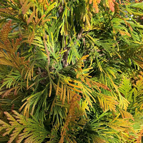 Visuel 1 du produit Thuya Plicata 4ever Goldy 80/100. Le pot de 15 litres