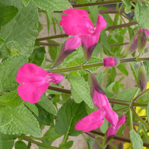 Visuel 1 du produit Salvia Grahamii ou Sauge de Graham. Le pot de 3 litres