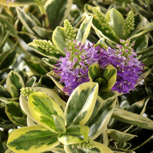 Visuel 1 du produit Hebe Classica Golden Katrina - Le pot de 12 cm