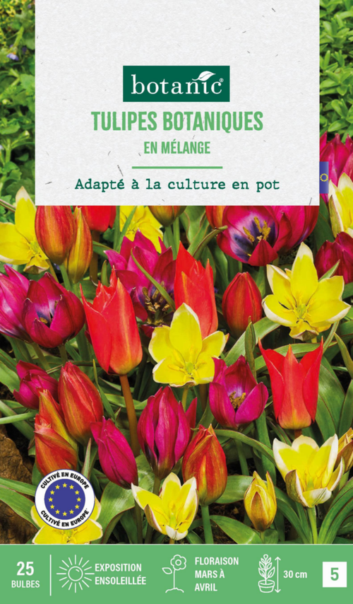 Visuel 1 du produit Tulipe en mélange botanic® - 25 bulbes