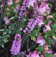 Visuel 1 du produit Liatris Spicata - Le pot de 3 litres