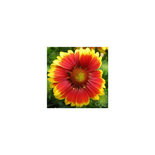 Visuel 2 du produit Gaillarde vivace - Le pot de 4 litres