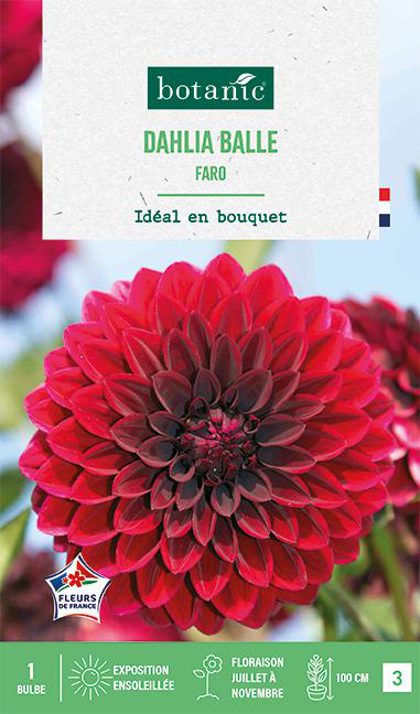 Visuel 1 du produit Bulbe de fleurs Dalhia balle Faro botanic® - 1 bulbe