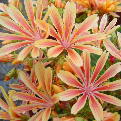 Visuel 1 du produit Lewisia - Le pot Ø 13 cm