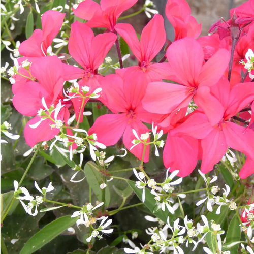 Visuel 2 du produit Géranium Caliente et Euphorbe blanche en duo - La coupe de 27 cm