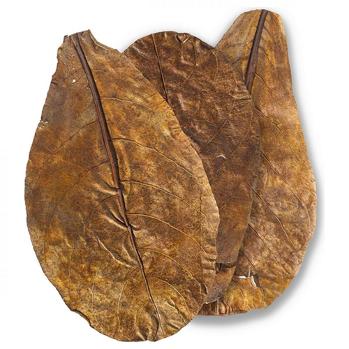 Visuel 2 du produit Feuilles de badamier taille L - ARKA mySCAPE-Catappa - 20,5/27cm - 10 pièces