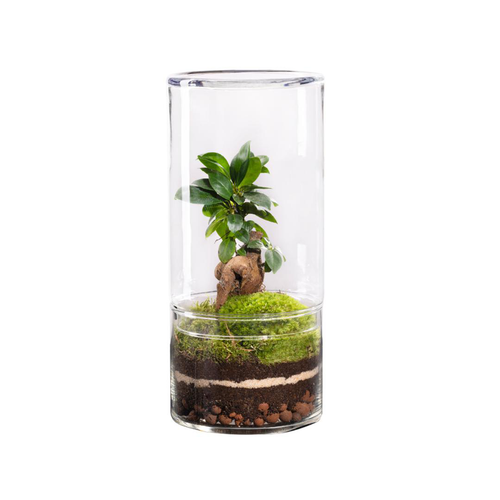 Visuel 1 du produit Terrarium autonome botanic® Green Tower Ginseng - Taille M Ø 12 cm H 27 cm