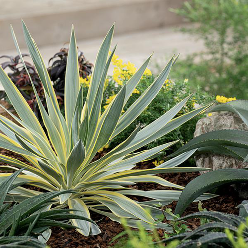 Visuel 1 du produit Yucca Panaché 'Citrus Twist' - Le pot de 4 litres
