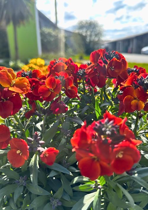 Visuel 1 du produit Fausse-giroflée WINTER FLAME - Le pot de 2 litres