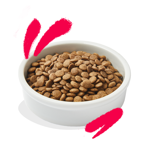 Visuel 2 du produit Croquettes pour chat senior au poulet et à la dinde sans céréales Edgard & Cooper - 2 kg