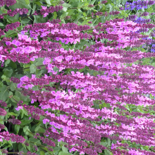 Visuel 1 du produit Sauge Nemerosa Sensation Cpt Bright Rose - Le pot de 2 litres