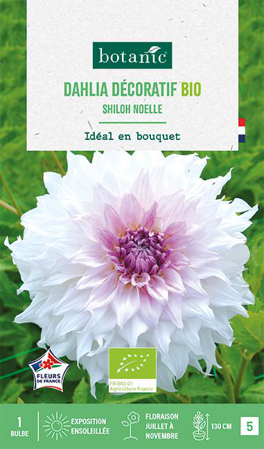 Visuel 1 du produit Bulbe de fleurs Dahlia décoratif Shiloh Noëlle bio botanic® - 1 bulbe