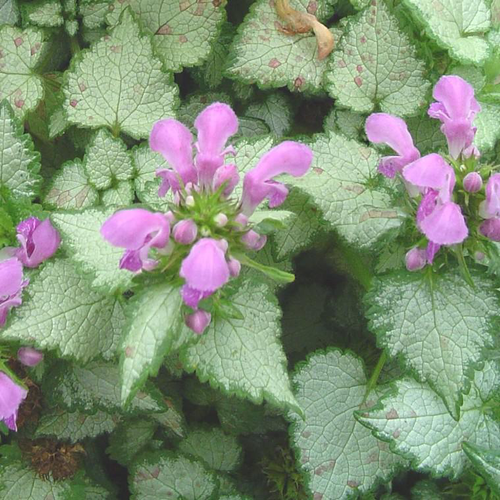 Visuel 1 du produit Lamier Pink Chablis - Le pot de 12 cm