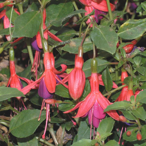 Visuel 1 du produit Fuchsia tom thumb rose en pot de 2 L