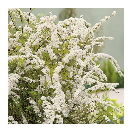 Visuel 2 du produit Spirée - pot 5 L