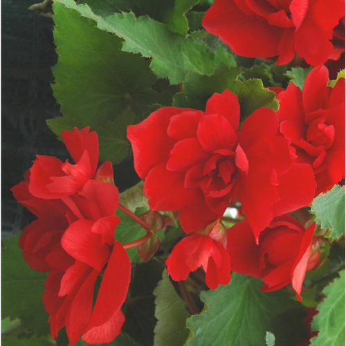 Visuel 1 du produit Bégonia retombant à fleurs multicolores - La suspension de 6 litres