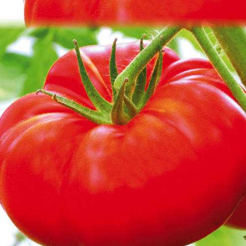 Visuel 1 du produit Tomate Marbonne Bio. La barquette de 3 plants