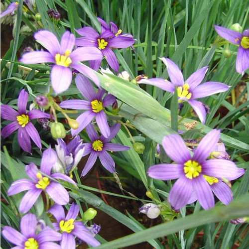 Visuel 1 du produit Sisyrinchium Californicum - Le pot de 2 litres