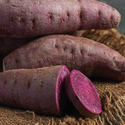 Visuel 1 du produit Patate Douce Sakura. Le pot de 10,5 cm