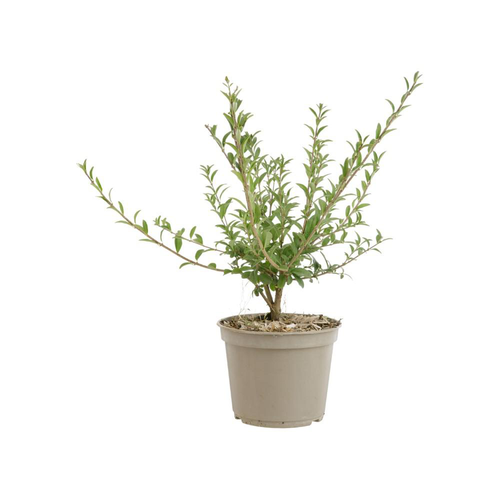 Visuel 1 du produit Ligustrum vulgare – 3 L