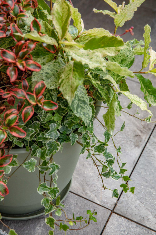 Visuel 3 du produit Soucoupe vert kaki pour pot Poetic Joy 40 - Ø 30 x H 3,8 cm