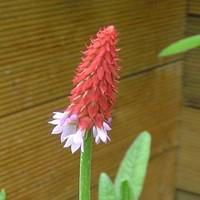 Visuel 1 du produit Primevère orchidée godet 9x9 cm