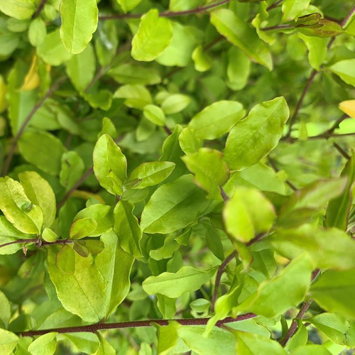 Visuel 1 du produit Troène Doré Jaune – C4,5