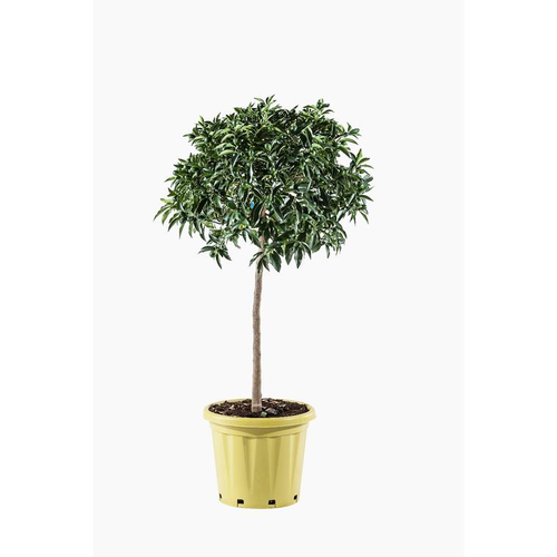 Visuel 1 du produit Kumquat. Le pot de 25 litres