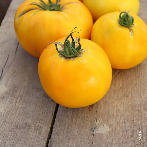 Visuel 1 du produit Tomate Jaune bio. Le pot de 10,5 cm