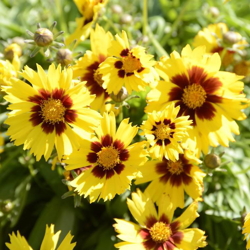 Visuel 1 du produit Coréopsis sunkiss jaune en pot de 2 L