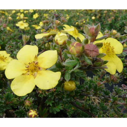 Visuel 1 du produit Potentille variée (Potentilla Fructicosa). Le pot de 4 litres