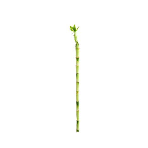 Visuel 1 du produit Canne chinoise Lucky Bamboo droit. Le pot de 70 cm
